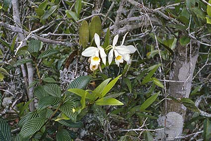 Cattleya eldorado alba Habitat