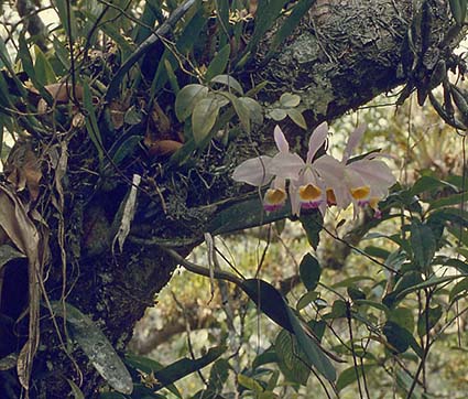Cattleya eldorado Habitat