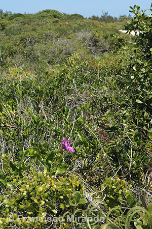 Habitat_Cattleya_intermedia_RJ