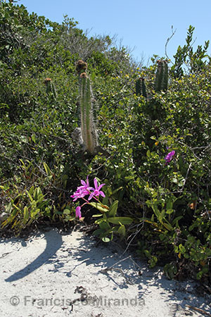 Habitat_Cattleya_intermedia_RJ