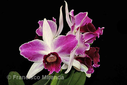 Brazil Orchid Photo Tours