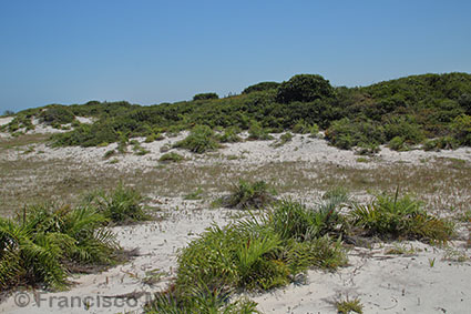 Habitat_Cattleya_intermedia_RJ