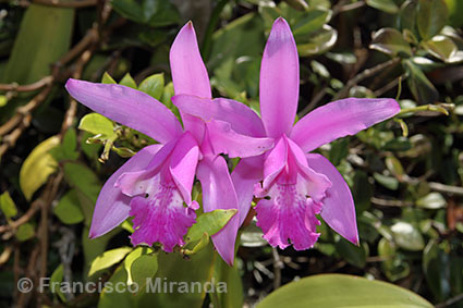 Habitat_Cattleya_intermedia_RJ